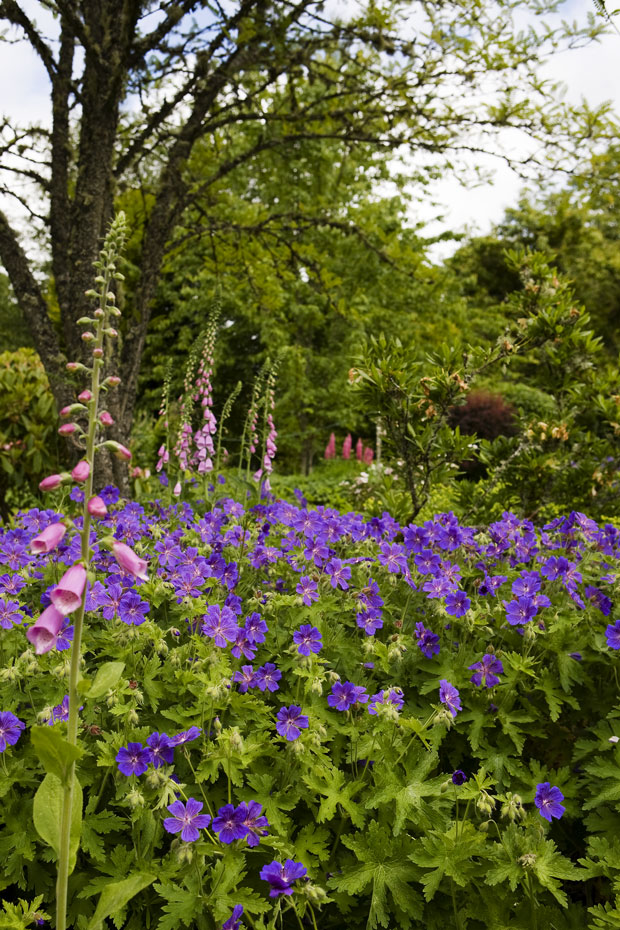 Kilbryde Castle Gardens Main 10