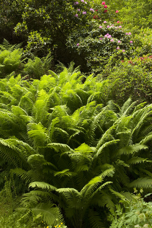 Kilbryde Castle Gardens Main 13