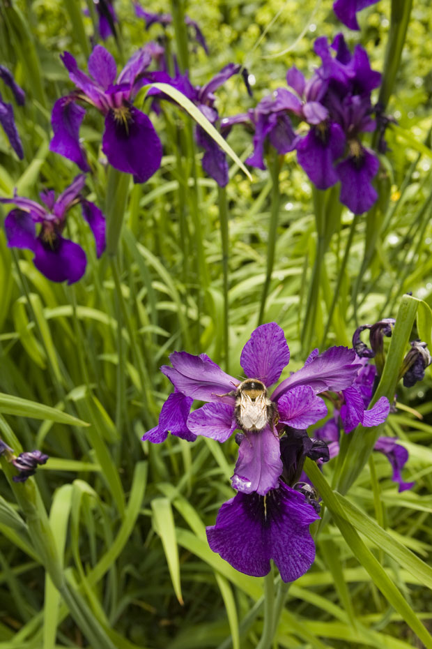 Kilbryde Castle Gardens Main 6