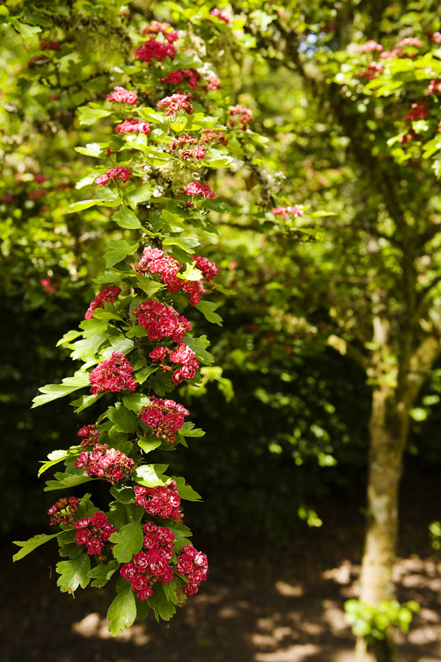 Kilbryde Castle Gardens Main 9